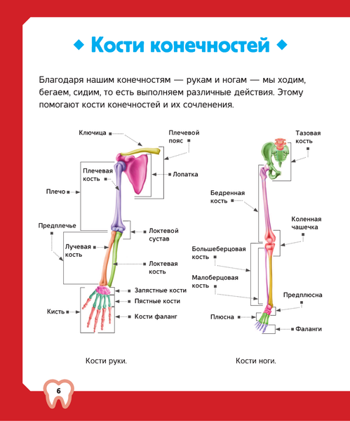 Изображение товара Энциклопедия АСТ Тело человека (2023) (Спектор Анна)
