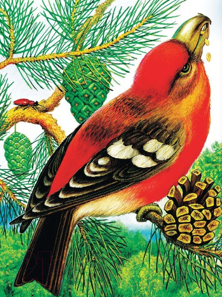 Изображение товара Книга АСТ Чей нос лучше? Сказки (Бианки В.В.)