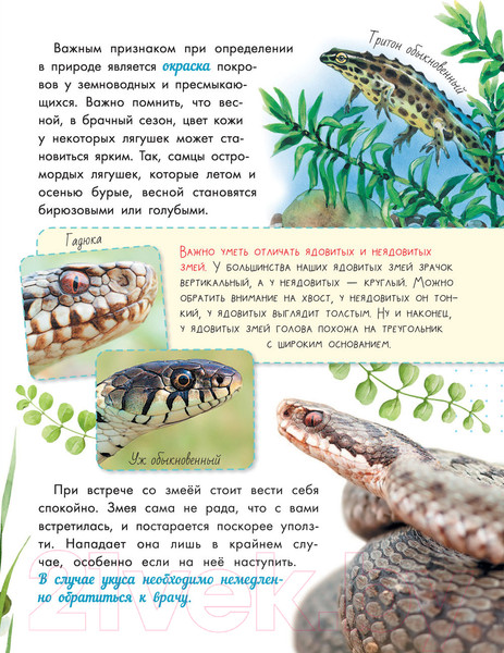 Изображение товара Энциклопедия АСТ Такие разные животные (Мосалов А.А.)