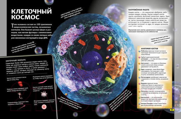 Изображение товара Энциклопедия Эксмо Наука. Книга юного эрудита (Фарндон Д., Грэхэм Й.)