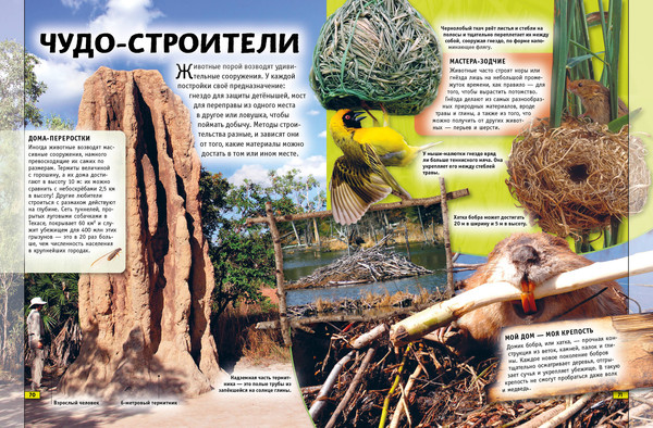 Изображение товара Энциклопедия Эксмо Животные. Книга юного эрудита, твердая обложка (де ла Бедуайер Камилла)