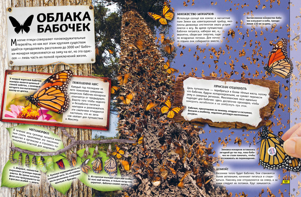 Изображение товара Энциклопедия Эксмо Животные. Книга юного эрудита, твердая обложка (де ла Бедуайер Камилла)