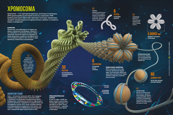 Изображение товара Энциклопедия Махаон Тайны тела человека (Сориано Д.)