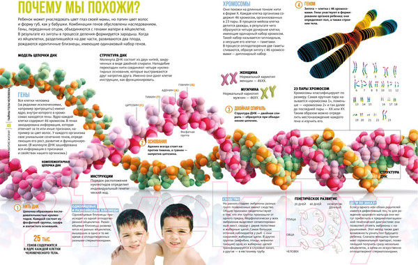 Изображение товара Энциклопедия Махаон Тайны тела человека (Сориано Д.)