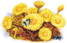 Изображение товара Книга АСТ Лесные сказки, твердая обложка (Сладков Николай)