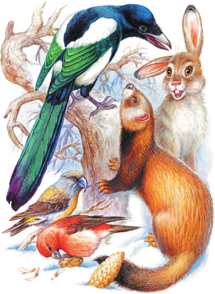 Изображение товара Книга АСТ Лесные сказки, твердая обложка (Сладков Николай)