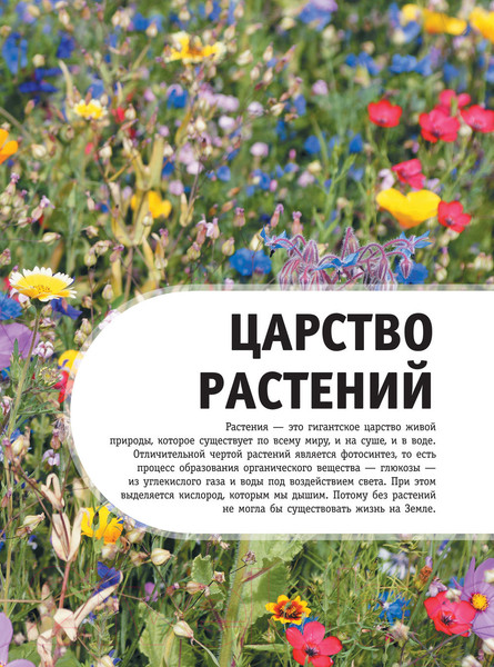 Изображение товара Энциклопедия АСТ Деревья, листья, цветы и семена (Спектор А.А.)