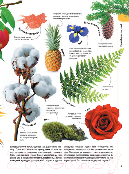 Изображение товара Энциклопедия АСТ Деревья, листья, цветы и семена (Спектор А.А.)