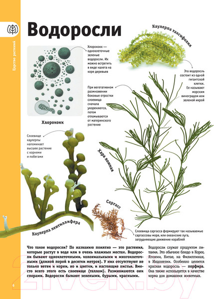 Изображение товара Энциклопедия АСТ Деревья, листья, цветы и семена (Спектор А.А.)