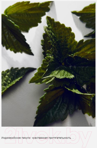 Изображение товара Туалетная вода Dolce&Gabbana Light Blue Pour Homme (40мл)