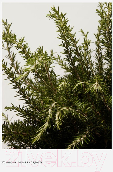 Изображение товара Туалетная вода Dolce&Gabbana Light Blue Pour Homme (40мл)