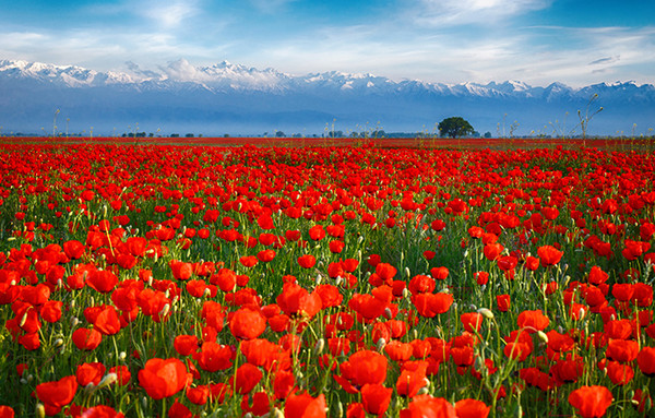 Изображение товара Фотофасад Arthata FotoSetka-100-36 (100x156)