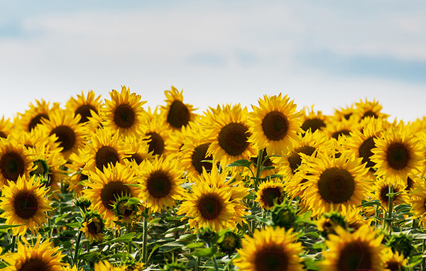 Изображение товара Фотофасад Arthata FotoSetka-100-39 (100x156)