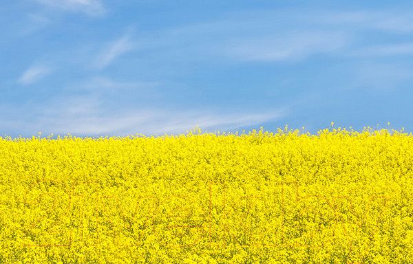 Изображение товара Фотофасад Arthata FotoSetka-100-41 (100x156)