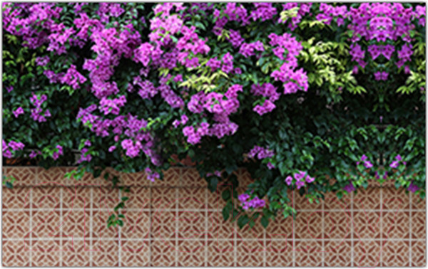 Изображение товара Фотофасад Arthata Цветы / FotoSetka-250-48 (250x156)