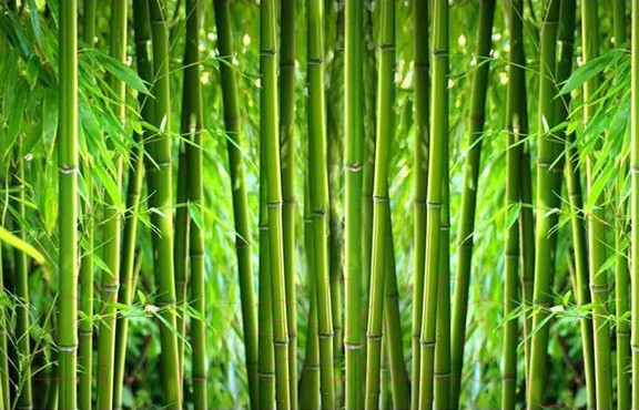 Изображение товара Фотофасад Arthata Бамбук / FotoSetka-250-4 (250x156)