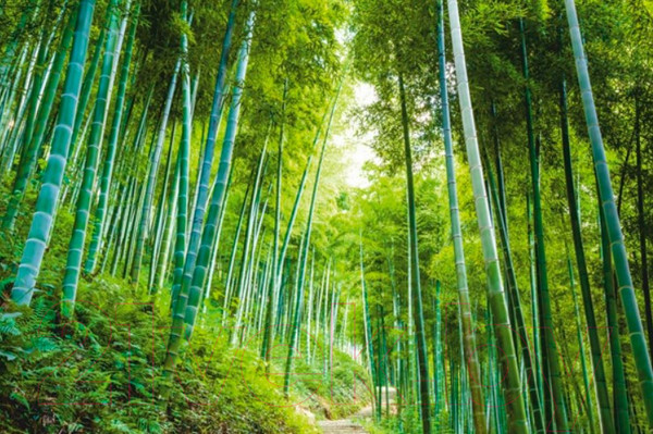 Изображение товара Фотофасад Arthata Бамбук / FotoSetka-250-5 (250x156)