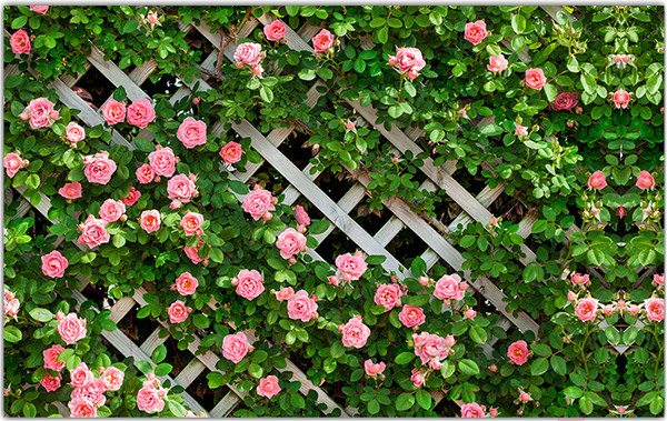 Изображение товара Фотофасад Arthata Розы / FotoSetka-250-78 (250x156)