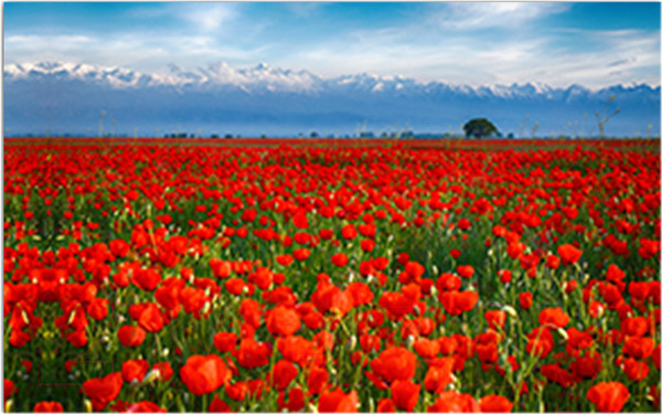 Изображение товара Фотофасад Arthata Маки / FotoSetka-250-36 (250x156)