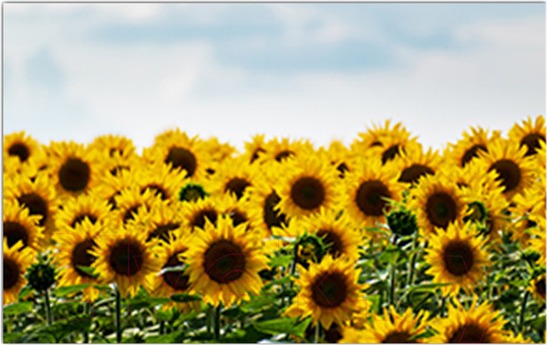 Изображение товара Фотофасад Arthata Подсолнух / FotoSetka-250-39 (250x156)