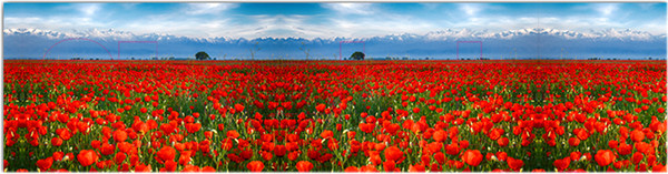 Изображение товара Фотофасад Arthata Маки / FotoSetka-600-36 (600x156)