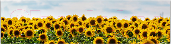 Изображение товара Фотофасад Arthata Подсолнух / FotoSetka-600-39 (600x156)