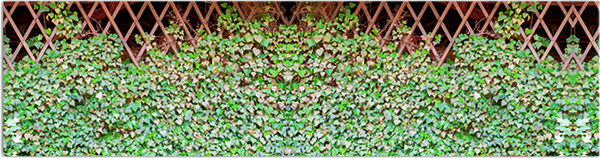 Изображение товара Фотофасад Arthata Плющ / FotoSetka-600-63 (600x156)