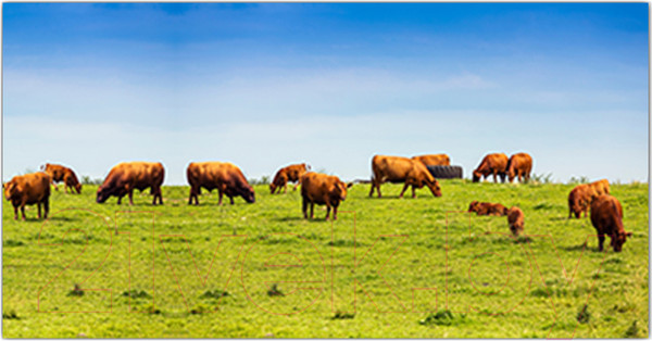 Изображение товара Фотофасад Arthata Поле / FotoSetka-300-21 (300x156)