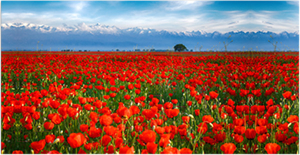 Изображение товара Фотофасад Arthata Маки / FotoSetka-300-36 (300x156)