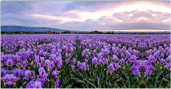 Изображение товара Фотофасад Arthata Лаванда / FotoSetka-300-38 (300x156)