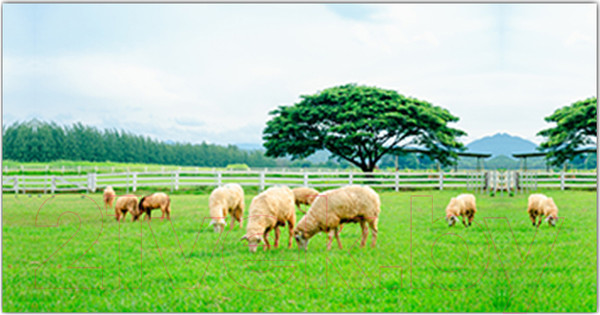 Изображение товара Фотофасад Arthata Поле / FotoSetka-300-22 (300x156)