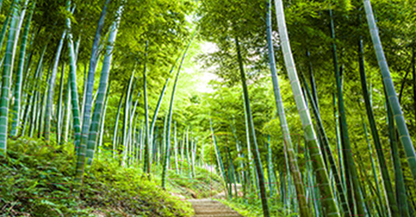 Изображение товара Фотофасад Arthata Бамбук / FotoSetka-300-5 (300x156)