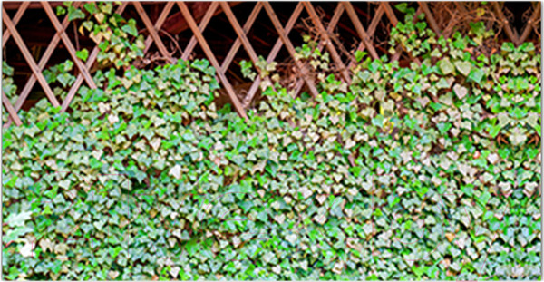 Изображение товара Фотофасад Arthata Плющ / FotoSetka-300-63 (300x156)