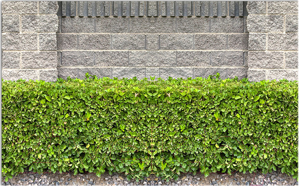 Изображение товара Фотофасад Arthata Кусты / FotoSetka-300-65 (300x156)