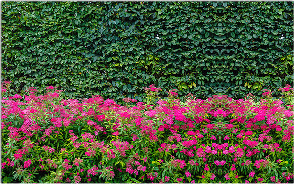 Изображение товара Фотофасад Arthata Кусты / FotoSetka-300-75 (300x156)