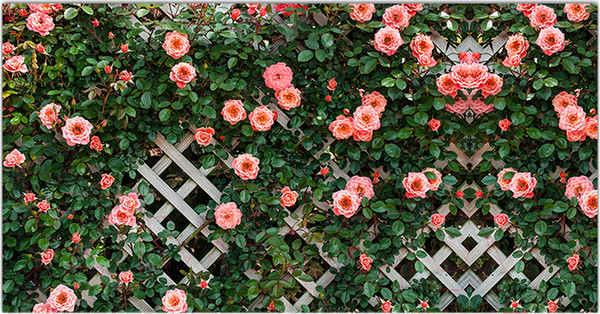 Изображение товара Фотофасад Arthata Цветы / FotoSetka-300-77 (300x156)