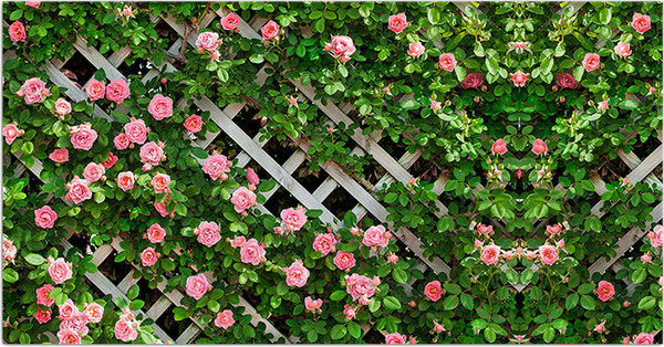 Изображение товара Фотофасад Arthata Розы / FotoSetka-300-78 (300x156)