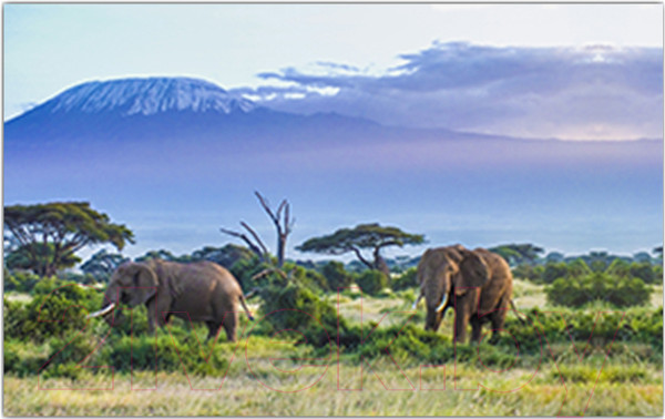 Изображение товара Фотофасад Arthata Слоны / FotoSetka-250-18 (250x156)