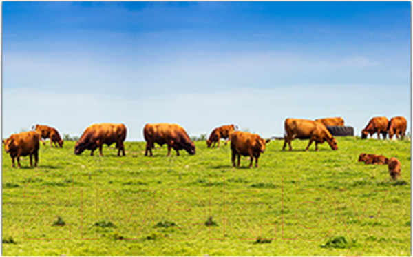 Изображение товара Фотофасад Arthata Поле / FotoSetka-250-21 (250x156)