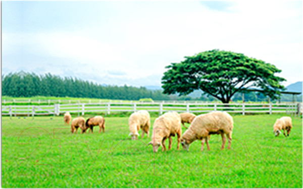 Изображение товара Фотофасад Arthata Поле / FotoSetka-250-22 (250x156)