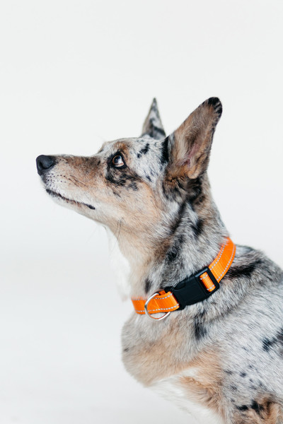 Изображение товара Ошейник КАСКАД Marli / 10101501-04 (оранжевый)