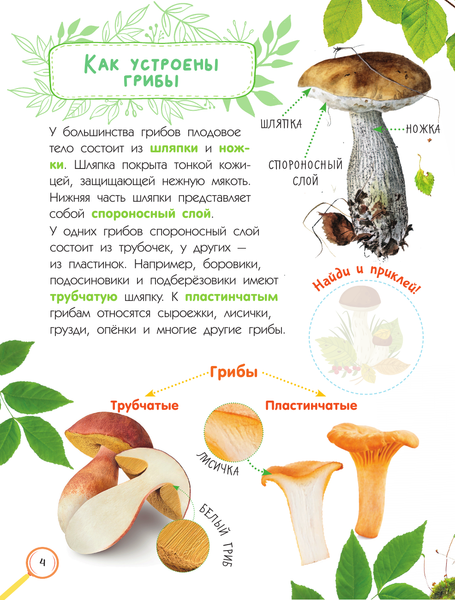 Изображение товара Энциклопедия АСТ Грибы (Тихонов Александр)