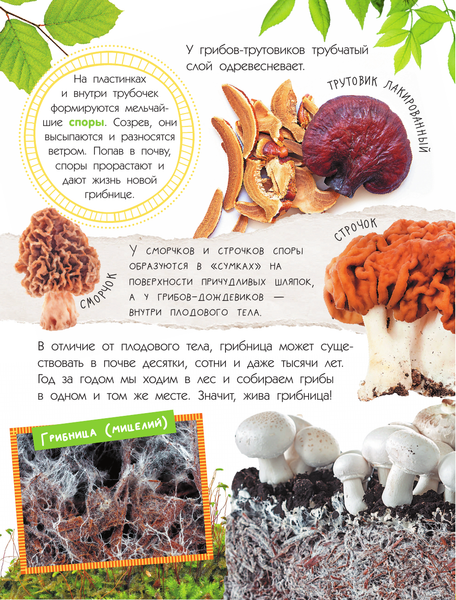 Изображение товара Энциклопедия АСТ Грибы (Тихонов Александр)