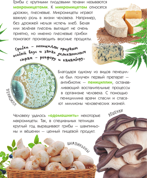 Изображение товара Энциклопедия АСТ Грибы (Тихонов Александр)