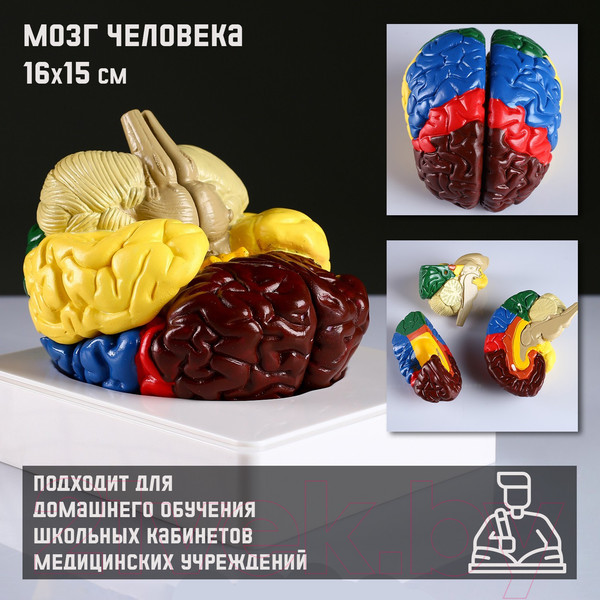 Изображение товара Анатомическая модель Sima-Land Мозг человека / 4623264