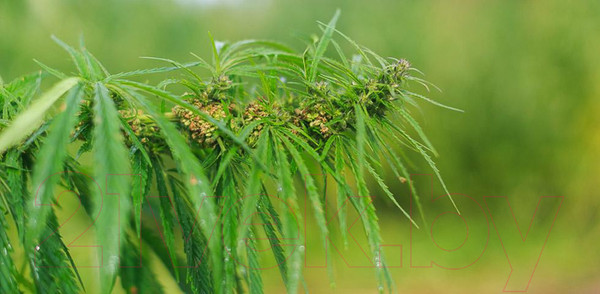 Изображение товара Матрас Mr. Mattress Sativa XL 160x200