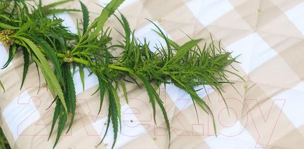 Изображение товара Матрас Mr. Mattress Sativa L 160x200