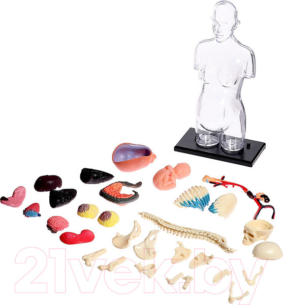 Изображение товара Научная игра Эврики Строение тела. Беременная женщина / 9405614