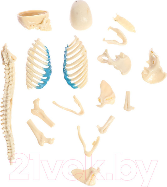 Изображение товара Научная игра Эврики Строение тела. Беременная женщина / 9405614