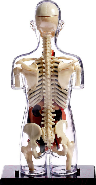 Изображение товара Научная игра Эврики Строение тела. Беременная женщина / 9405614